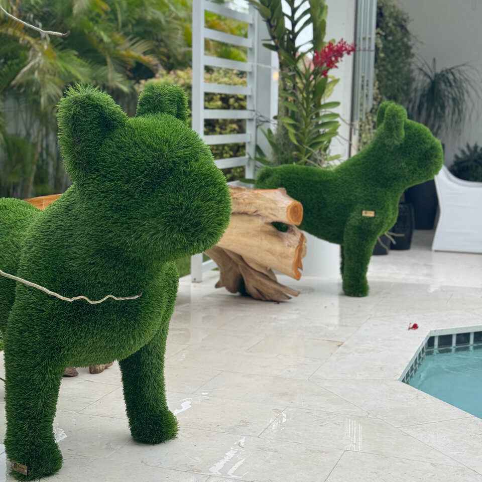 French bulldog - Image 5