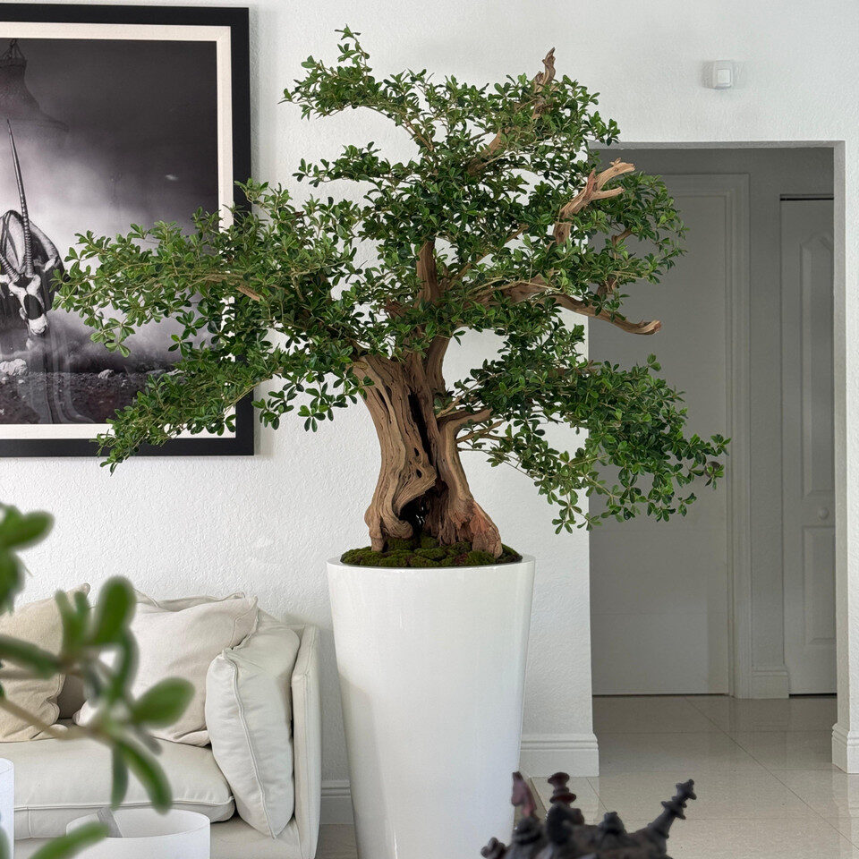 Artificial Black Olive Bonsai Tree in Glossy White Belle Planter - Image 3