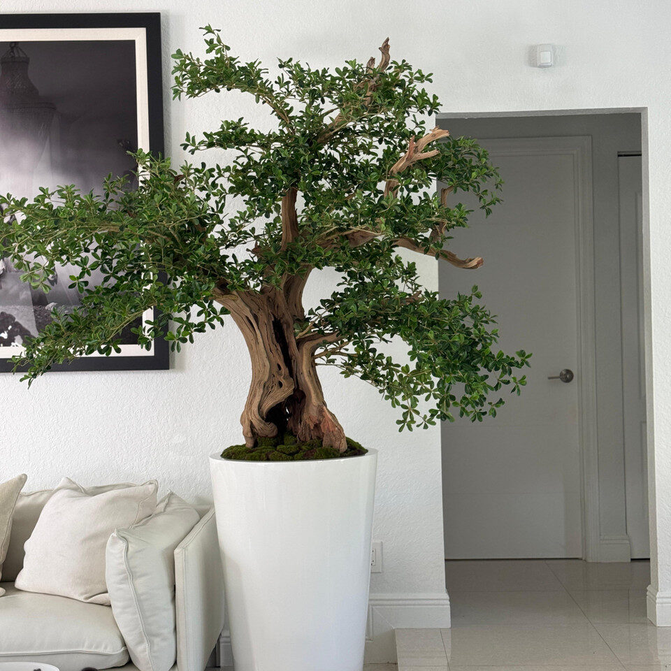 Artificial Black Olive Bonsai Tree in Glossy White Belle Planter - Image 2